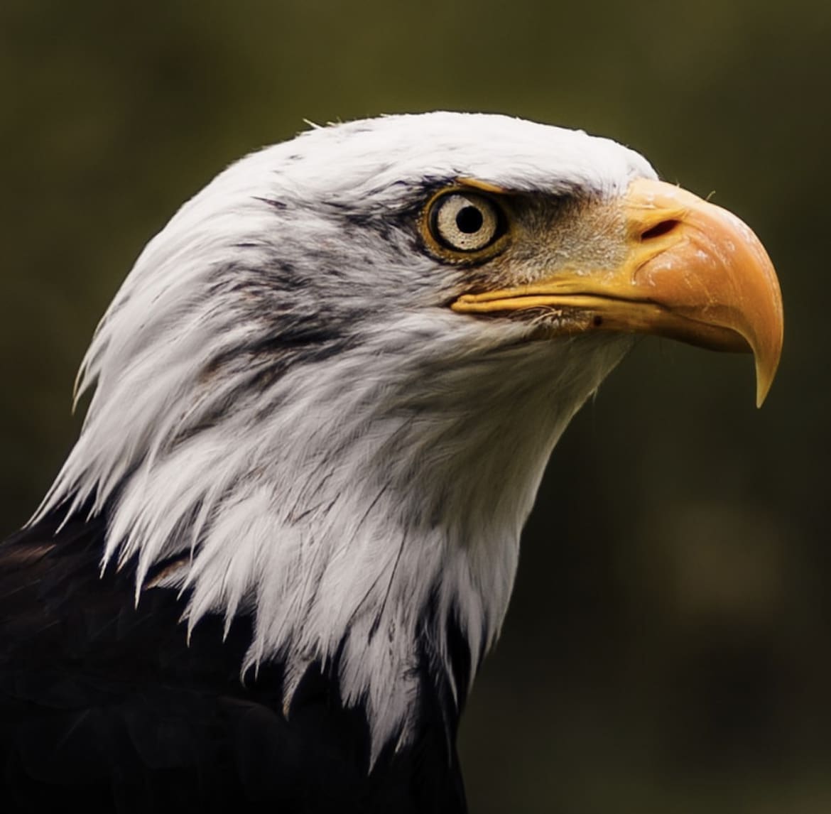 American Eagle Beak